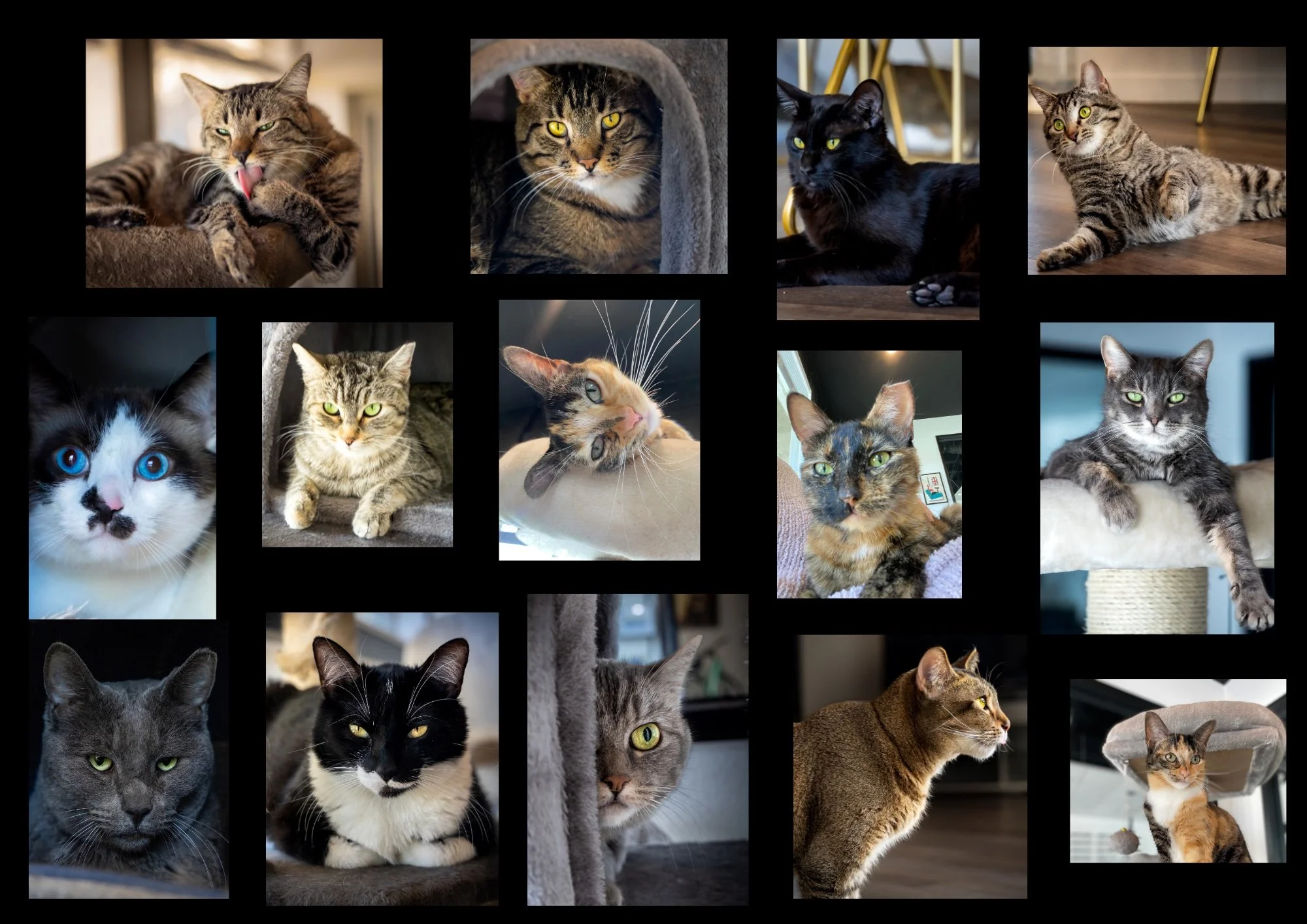 Frisky Business Cat Café | Coffee & Cats in Palm Springs